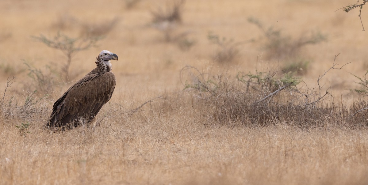 Lappet-faced Vulture - ML528843901