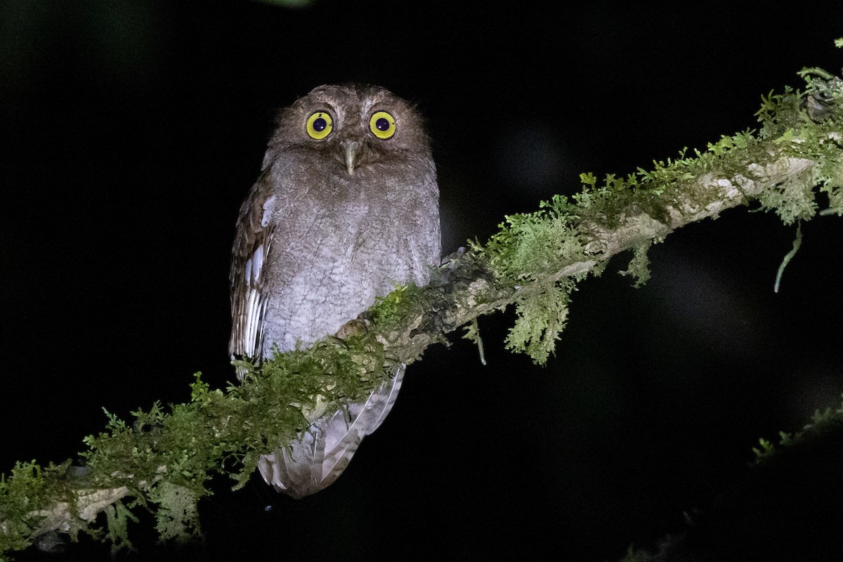 Puntarenas Screech-Owl (undescribed form) - Tom Johnson