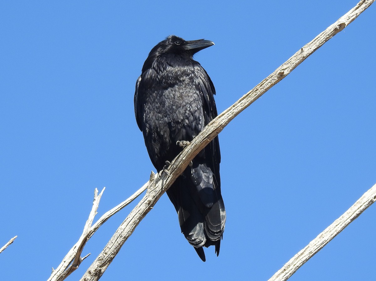 Common Raven - ML528847141