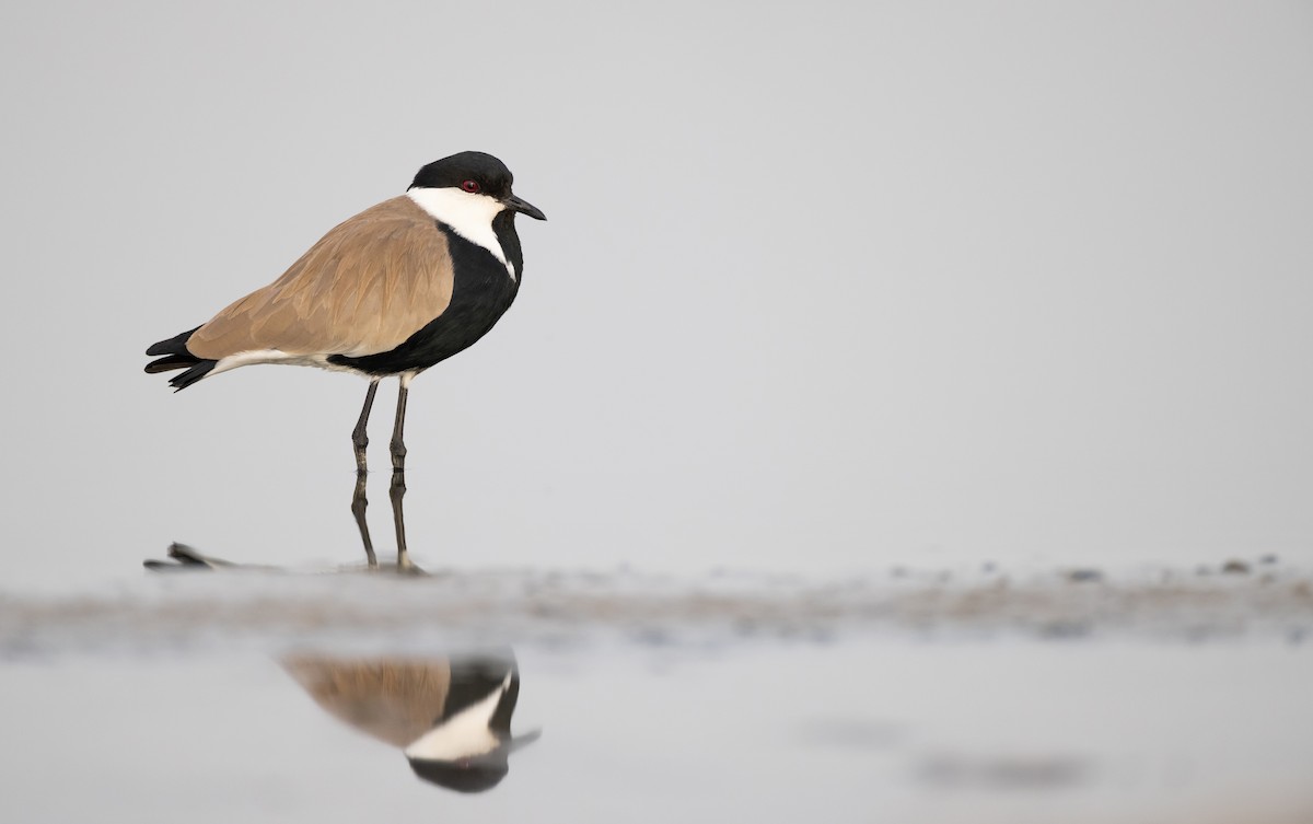Spur-winged Lapwing - ML528847461