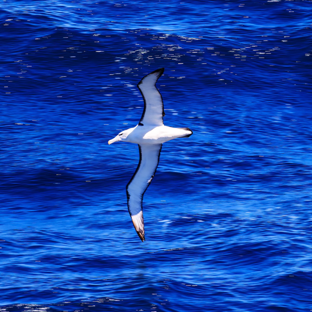 White-capped Albatross (steadi) - Ken Janson