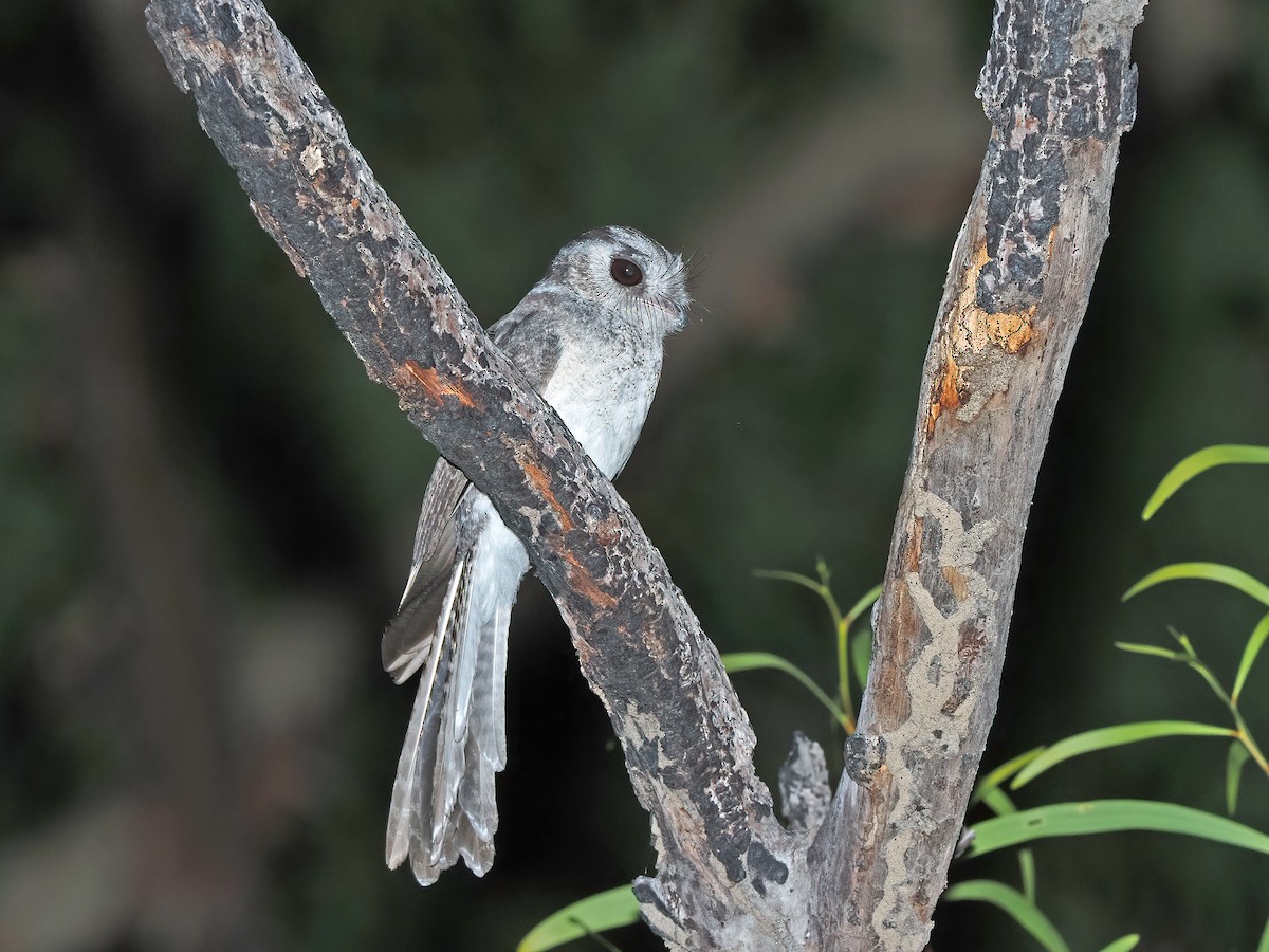 Australian Owlet-nightjar - ML528850691