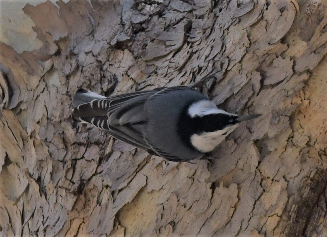 White-breasted Nuthatch - ML528850711