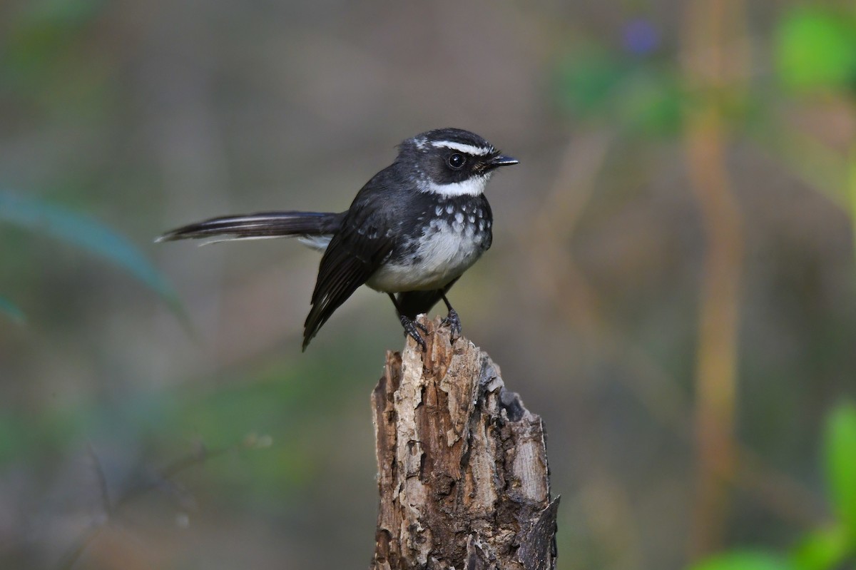 Spot-breasted Fantail - ML528851161
