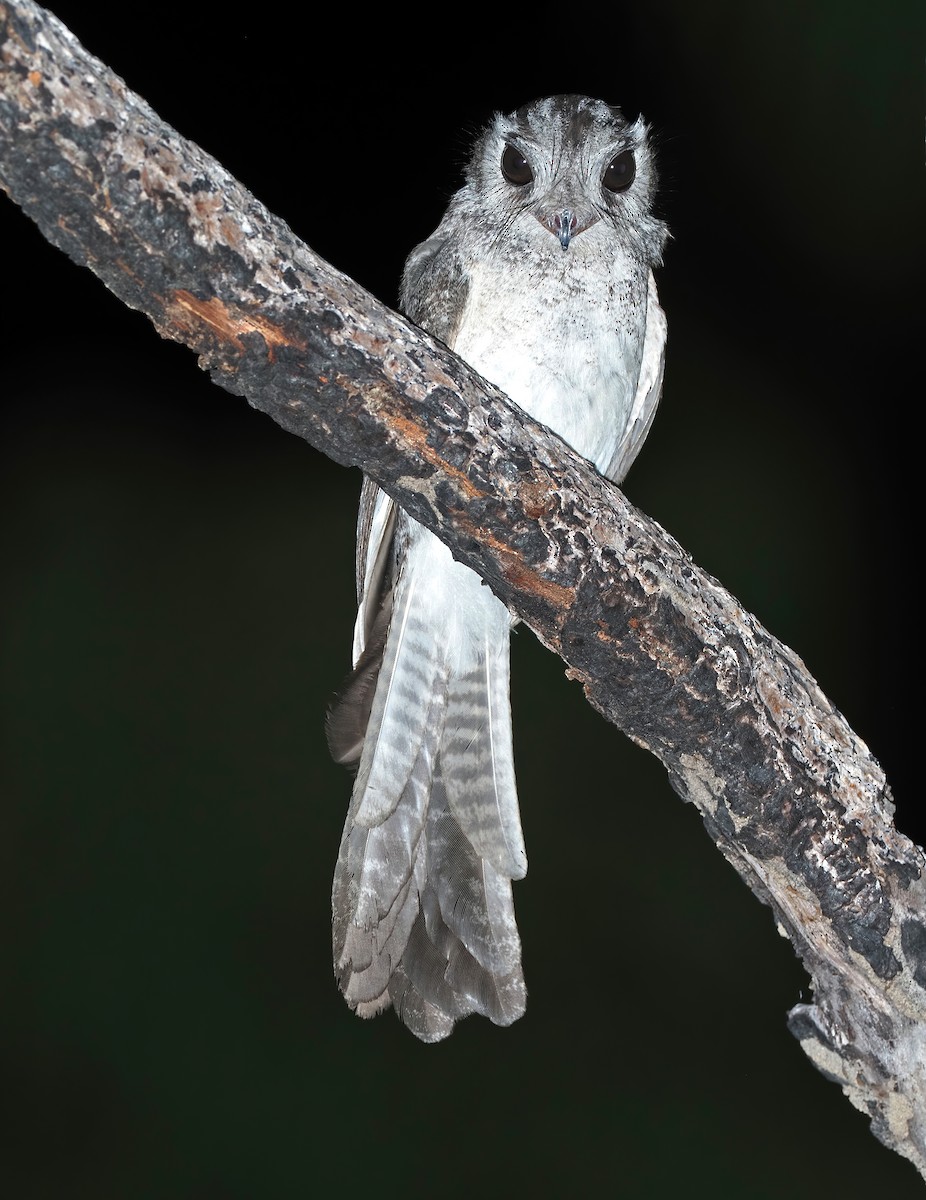 Australian Owlet-nightjar - ML528851581