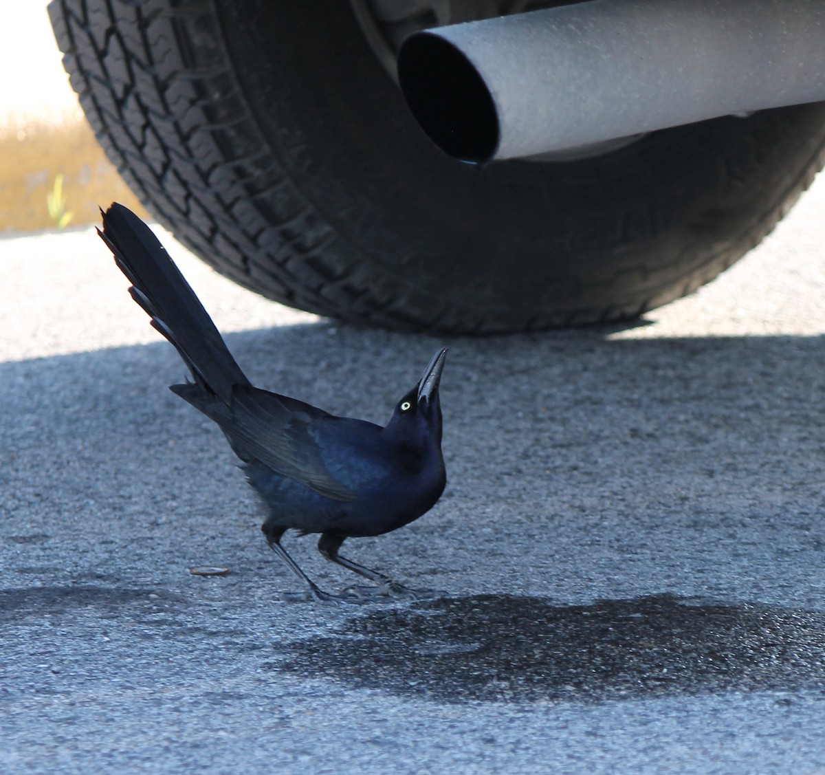 Great-tailed Grackle - ML528852921