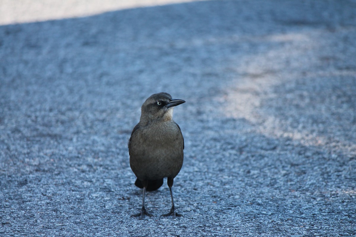 Great-tailed Grackle - ML528852931