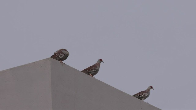Speckled Pigeon - ML528857781