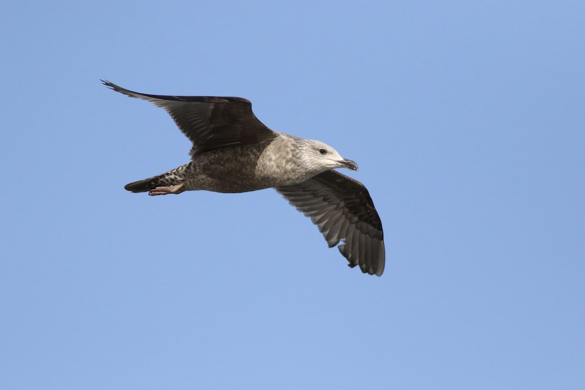 Herring Gull (American) - ML52886291