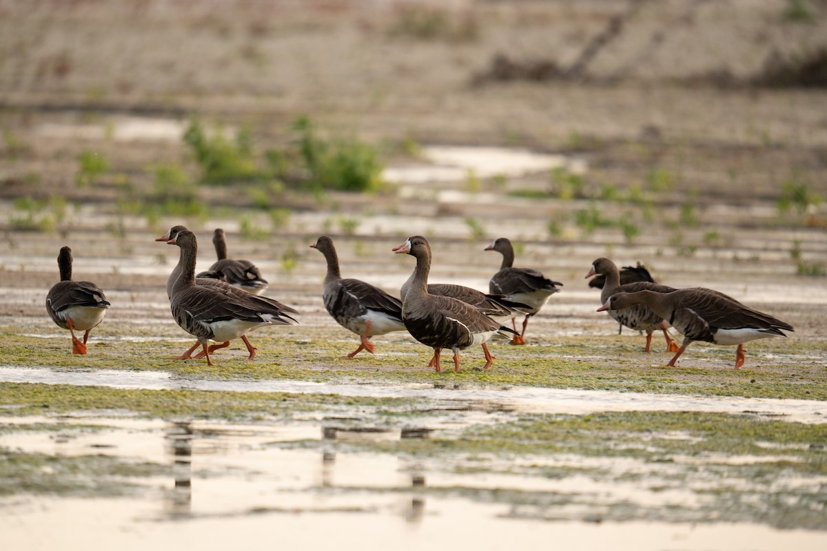 Greater White-fronted Goose - ML528863071