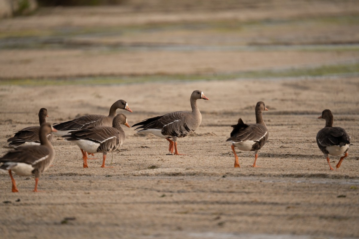 Greater White-fronted Goose - ML528863091