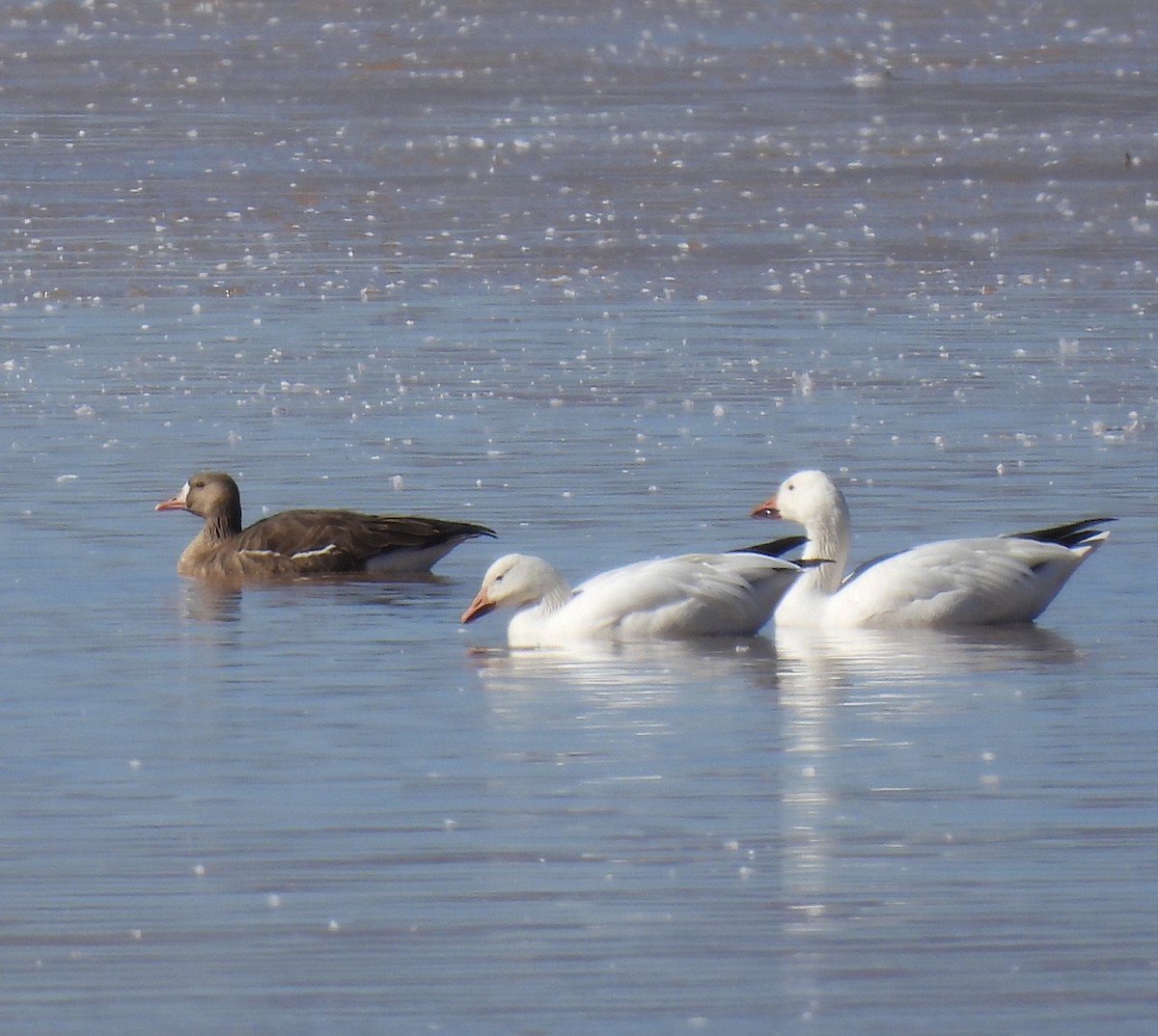 Greater White-fronted Goose - Norm Clayton
