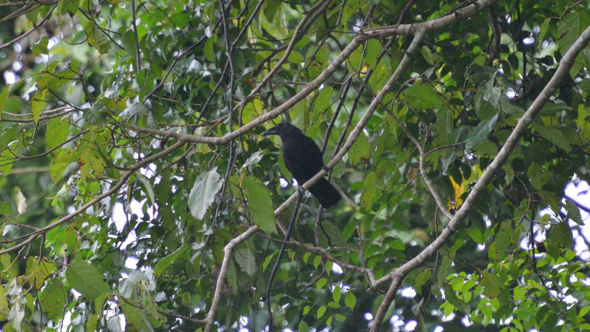 Flores Crow - ML528865921