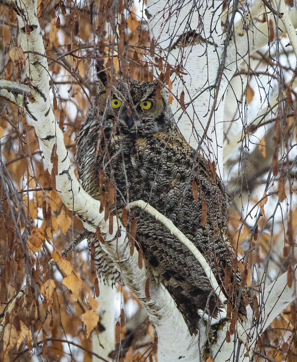 Great Horned Owl - ML528873051