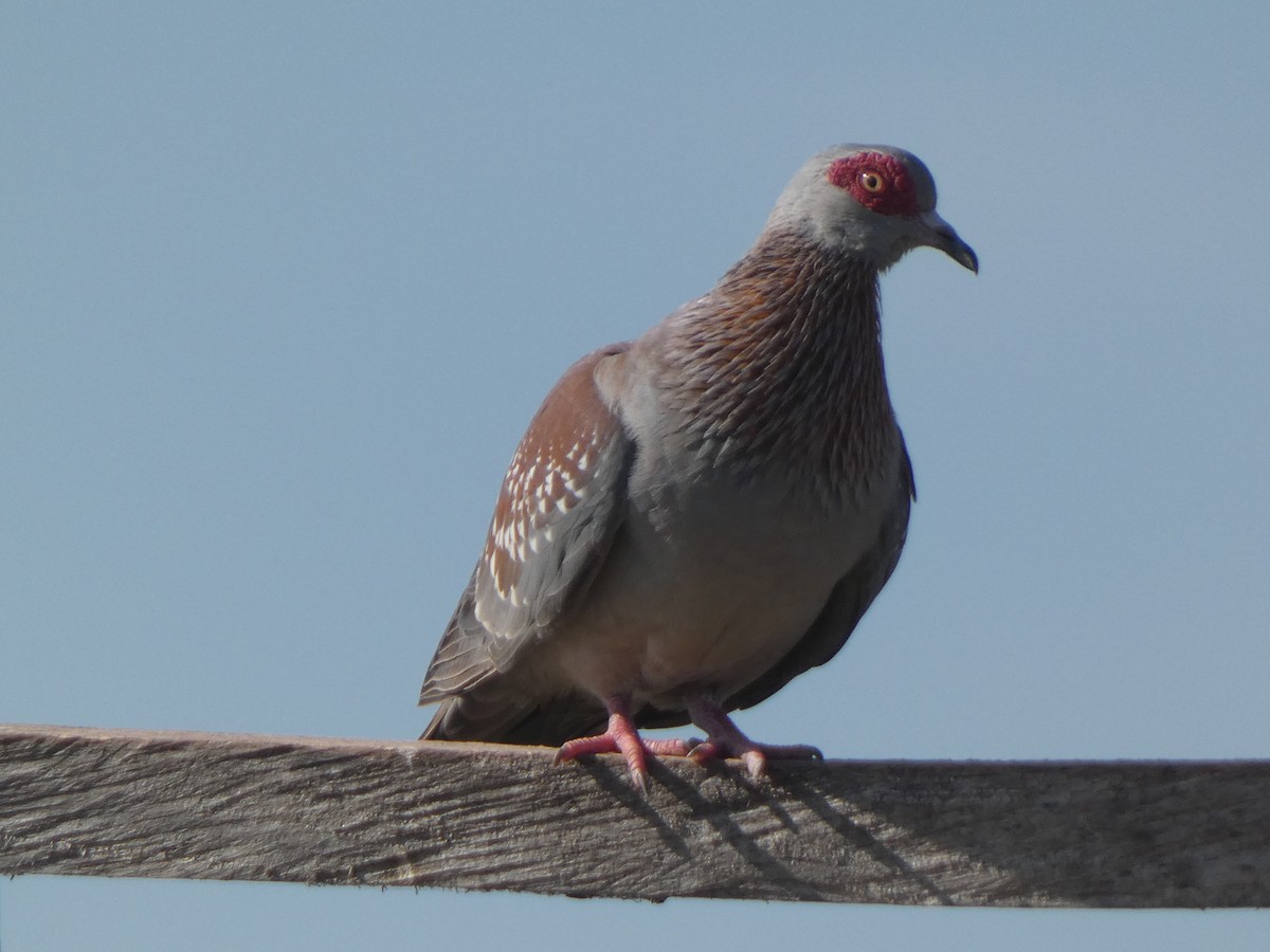 Speckled Pigeon - Donald Wellmann