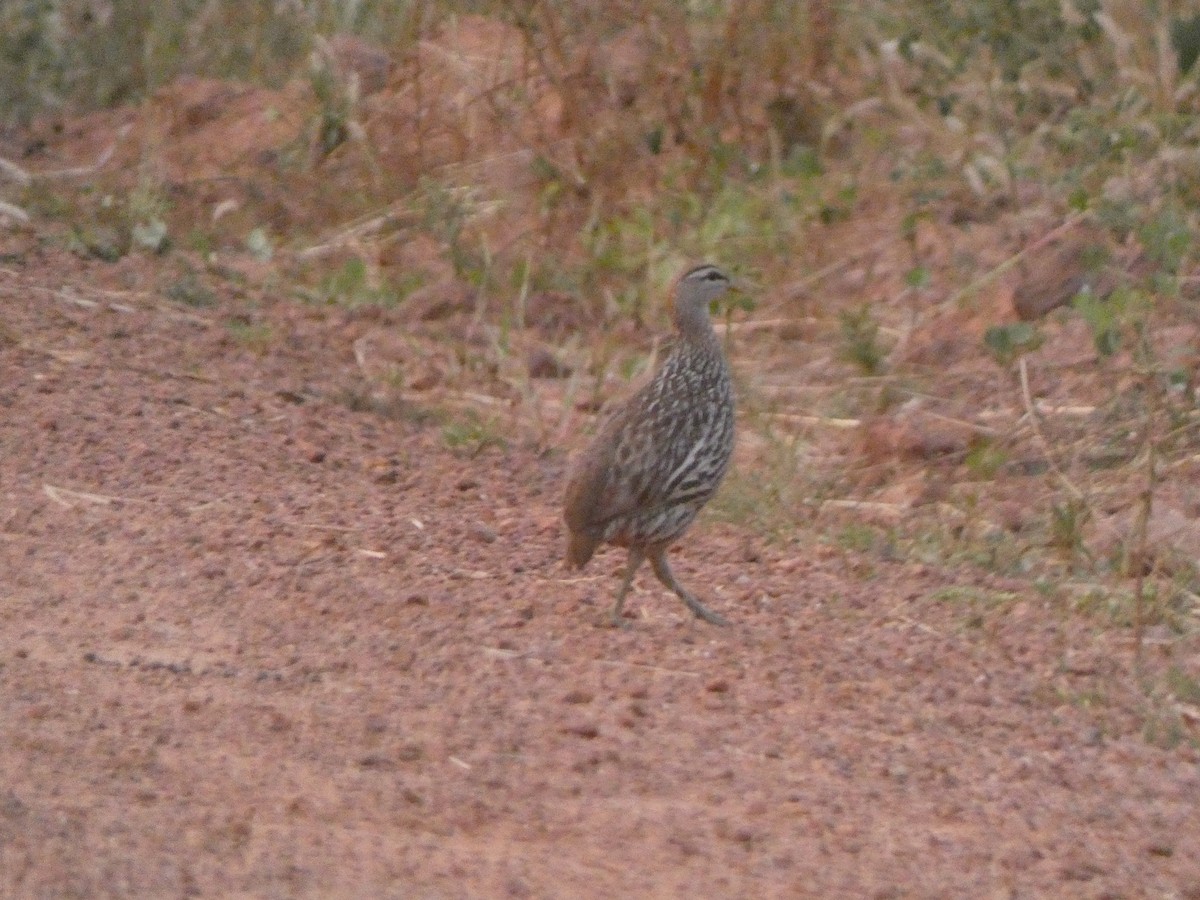 Double-spurred Spurfowl - ML528887631