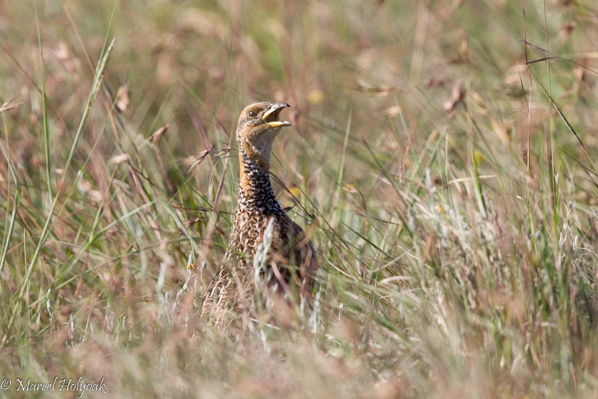 Red-winged Francolin - ML528887851
