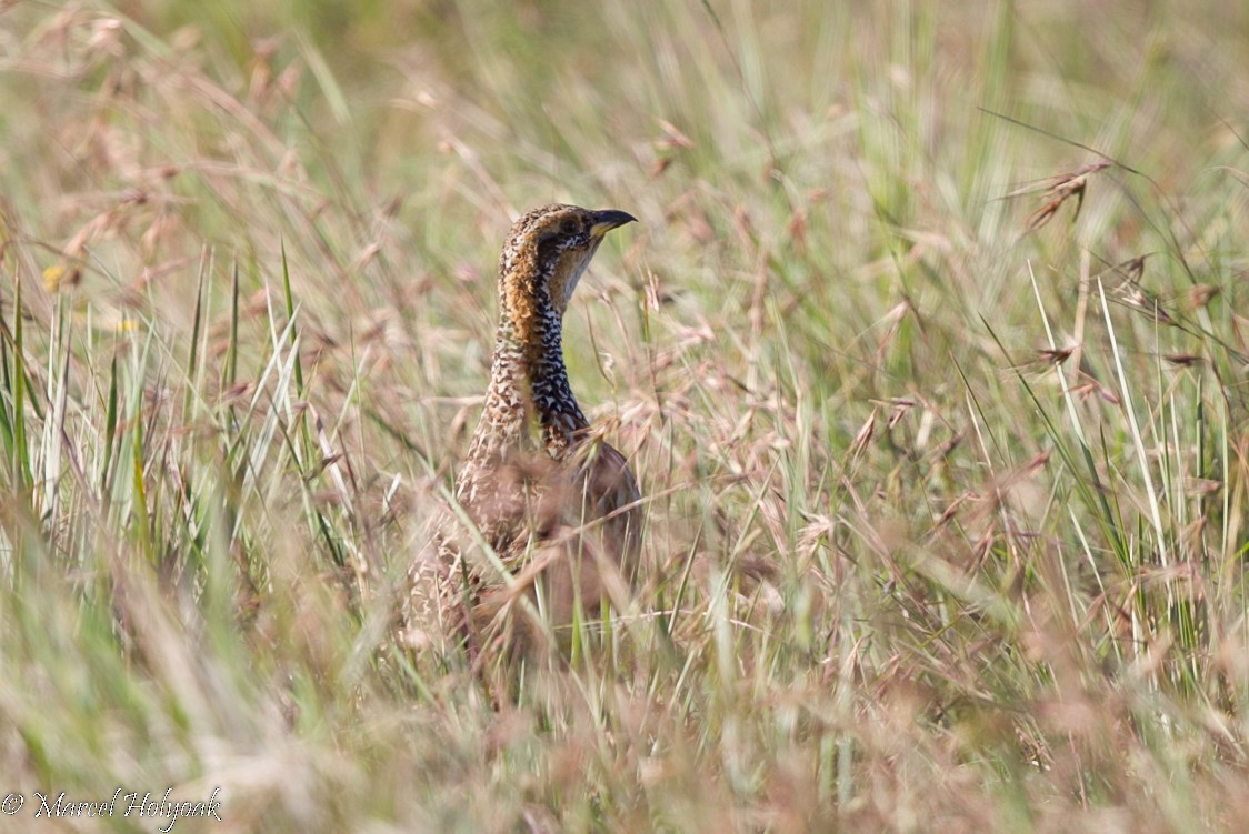 Red-winged Francolin - ML528887861