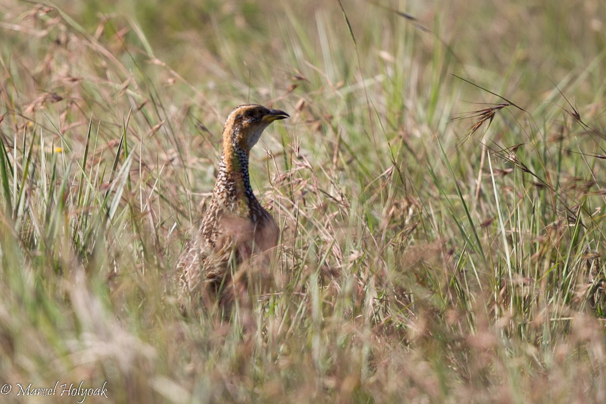 Red-winged Francolin - ML528887871