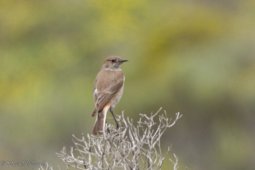 Sickle-winged Chat - ML528891021