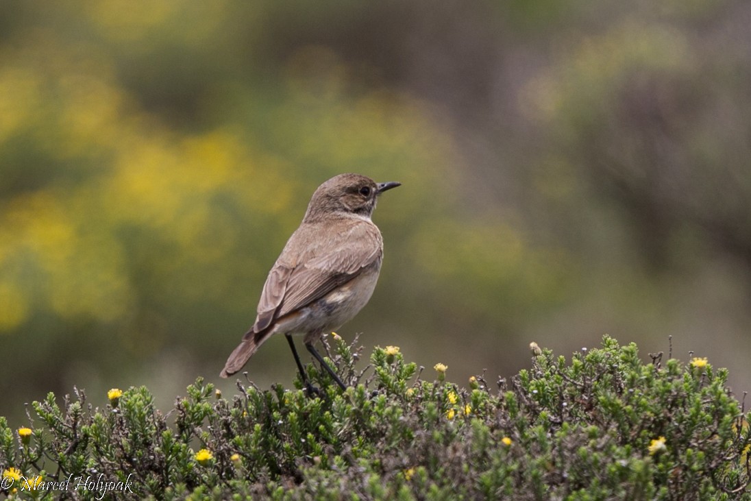Sickle-winged Chat - ML528891031