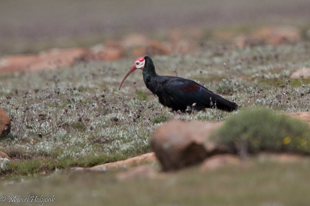 ibis jihoafrický - ML528891191