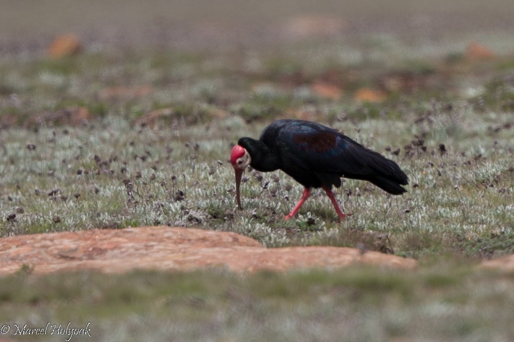 ibis jihoafrický - ML528891201