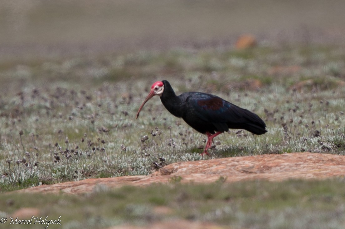 ibis jihoafrický - ML528891211