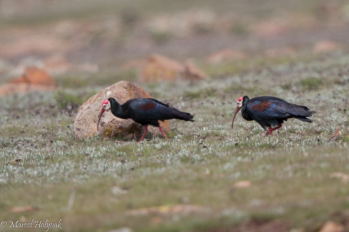 ibis jihoafrický - ML528891221