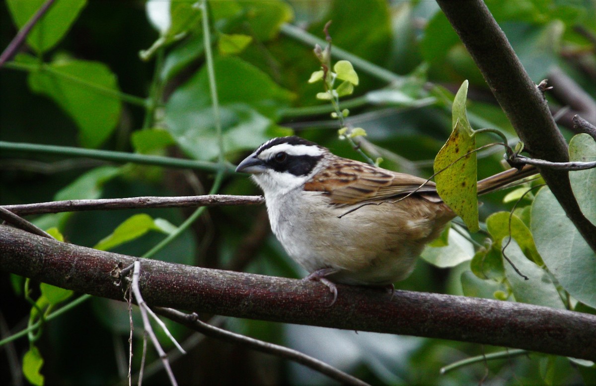 Stripe-headed Sparrow - ML52889231