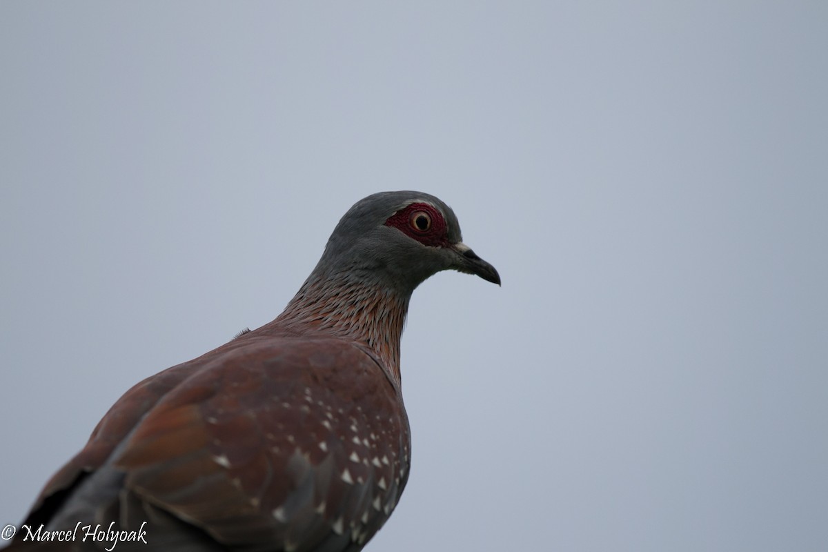 Speckled Pigeon - ML528894451
