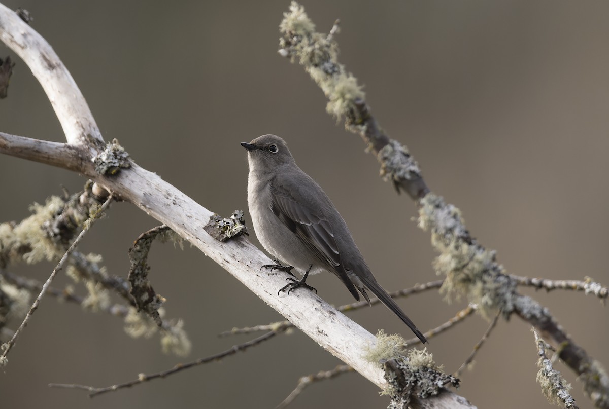 Townsend's Solitaire - ML528894781