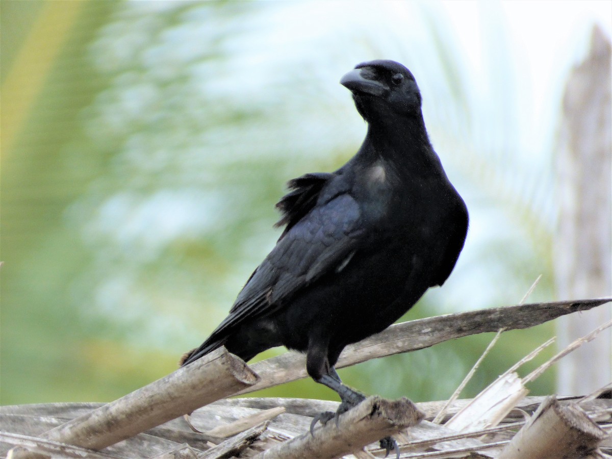 Sinaloa Crow - ML52889631