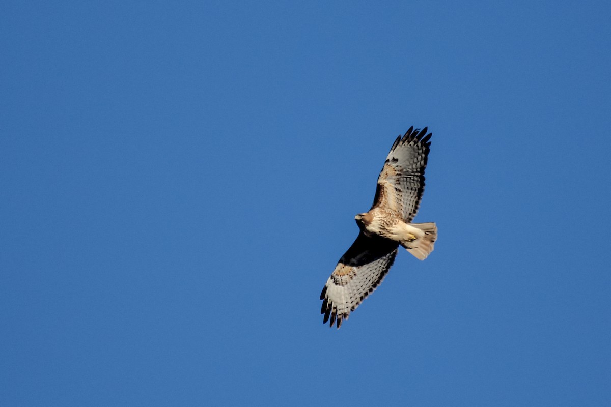 Red-tailed Hawk - ML528898651