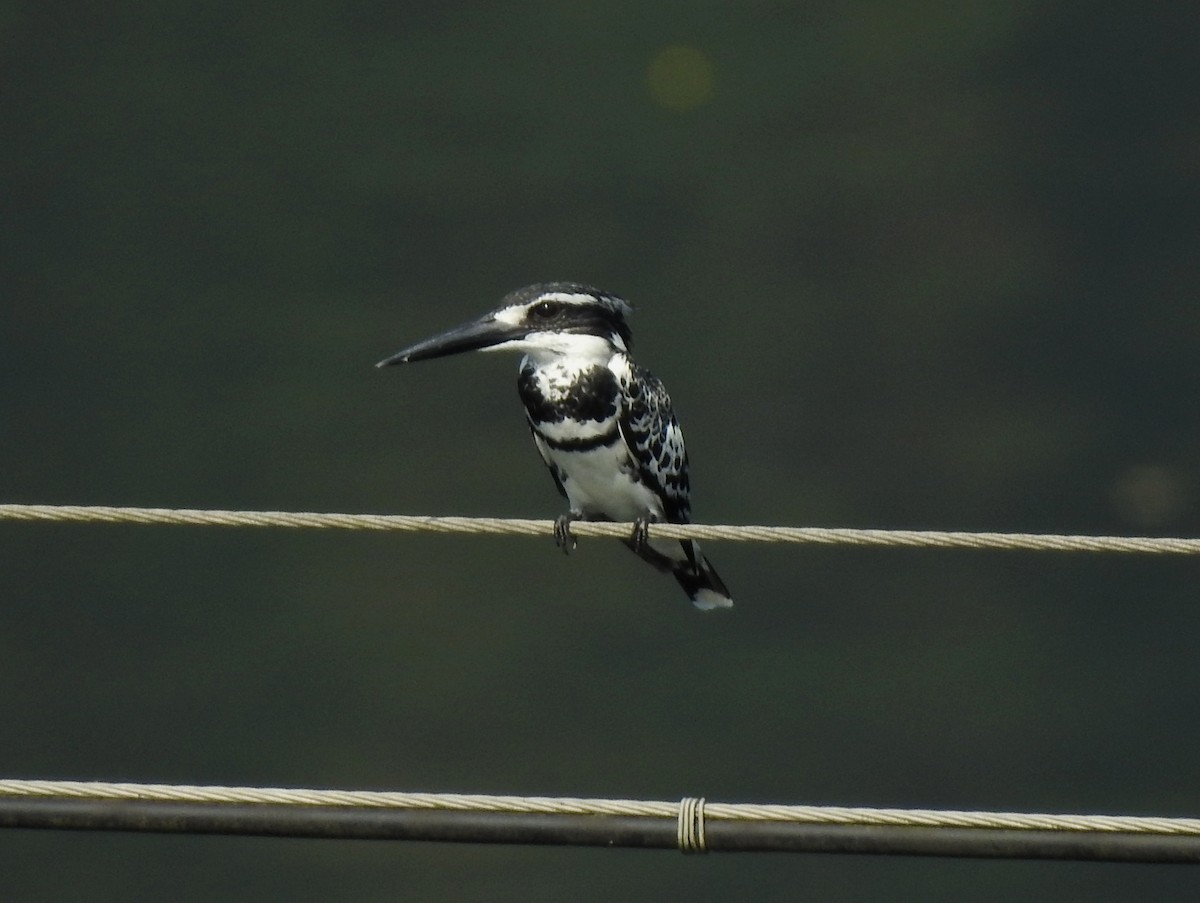 Pied Kingfisher - Abhinav Nair