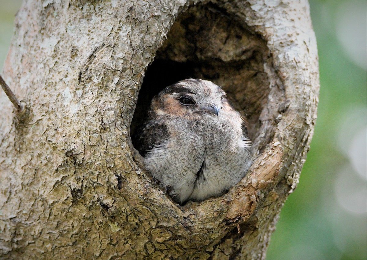 Australian Owlet-nightjar - Stuart  Beil