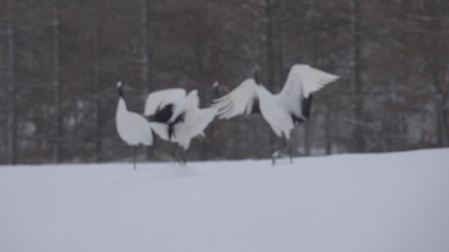 Red-crowned Crane - ML528903121