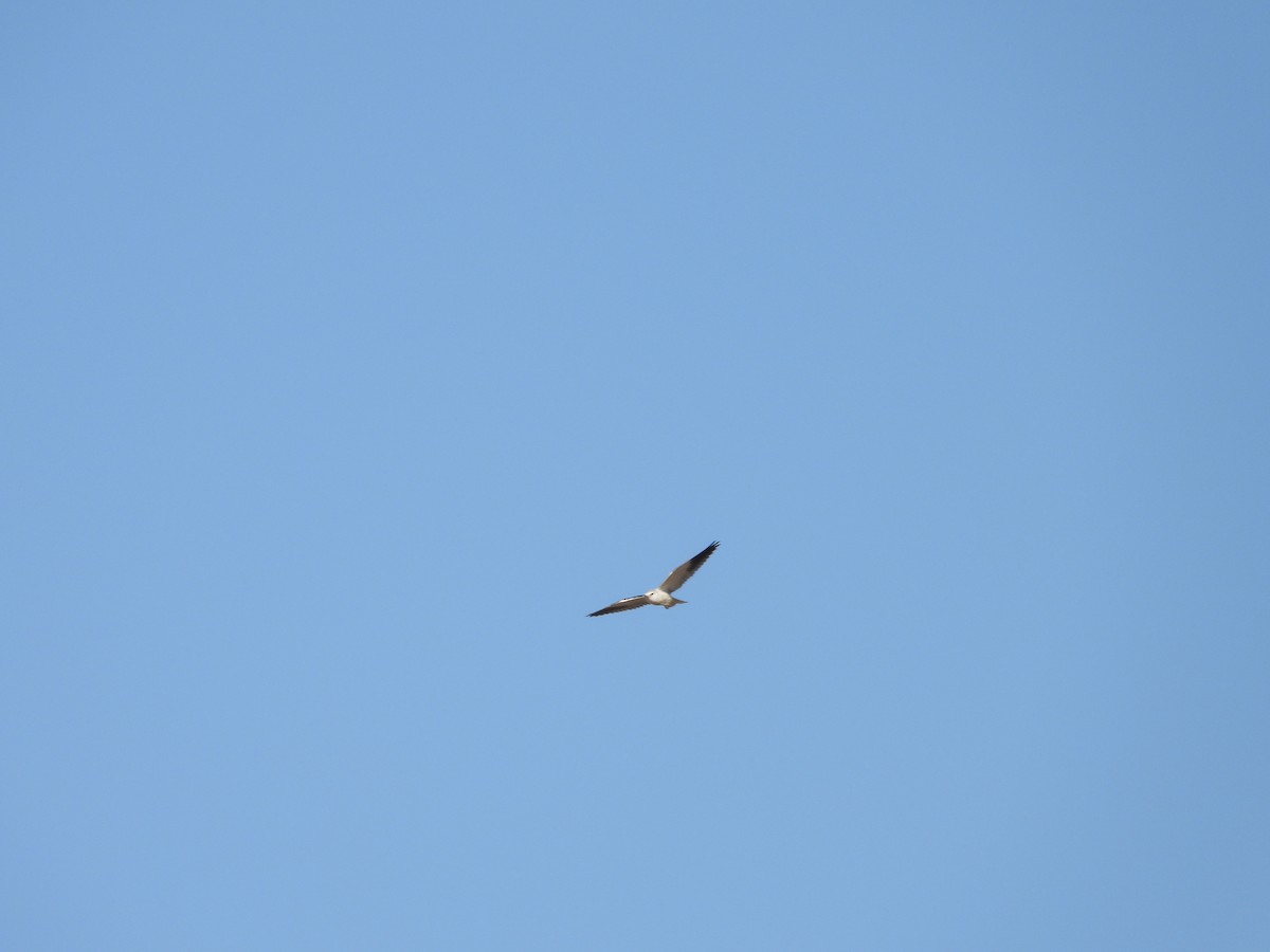 Black-winged Kite - ML528904191