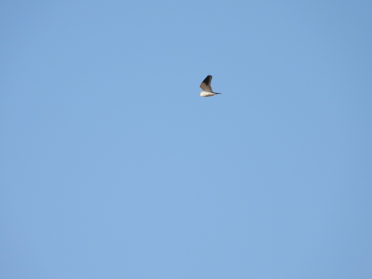 Black-winged Kite - ML528904201