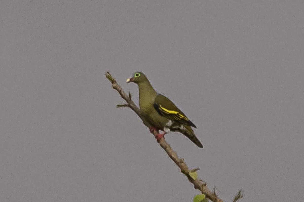 Thick-billed Green-Pigeon - ML528904541
