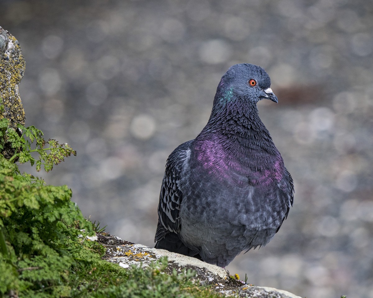 Rock Pigeon (Feral Pigeon) - ML52890461