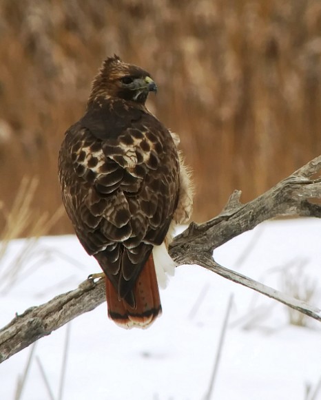 Red-tailed Hawk - ML528906591