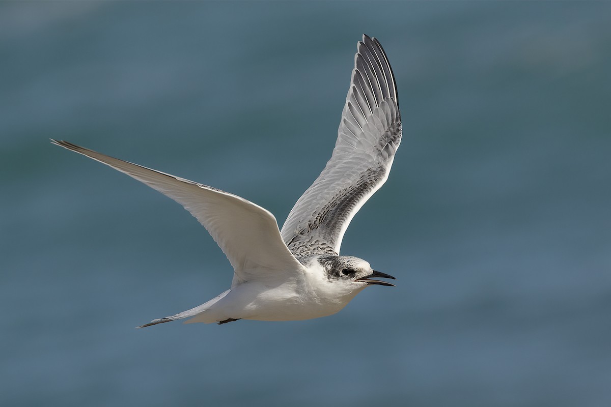White-fronted Tern - ML528908291