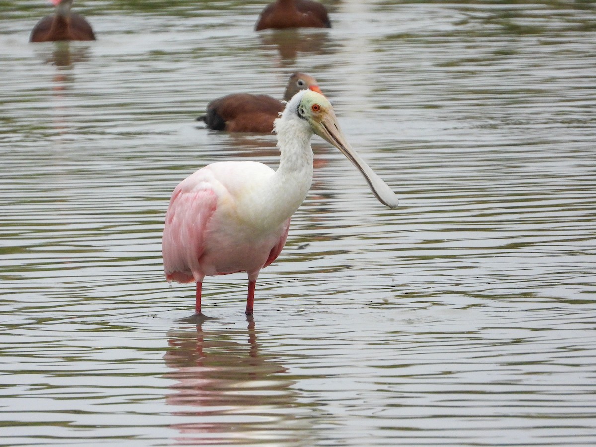 Roseate Spoonbill - James Maley