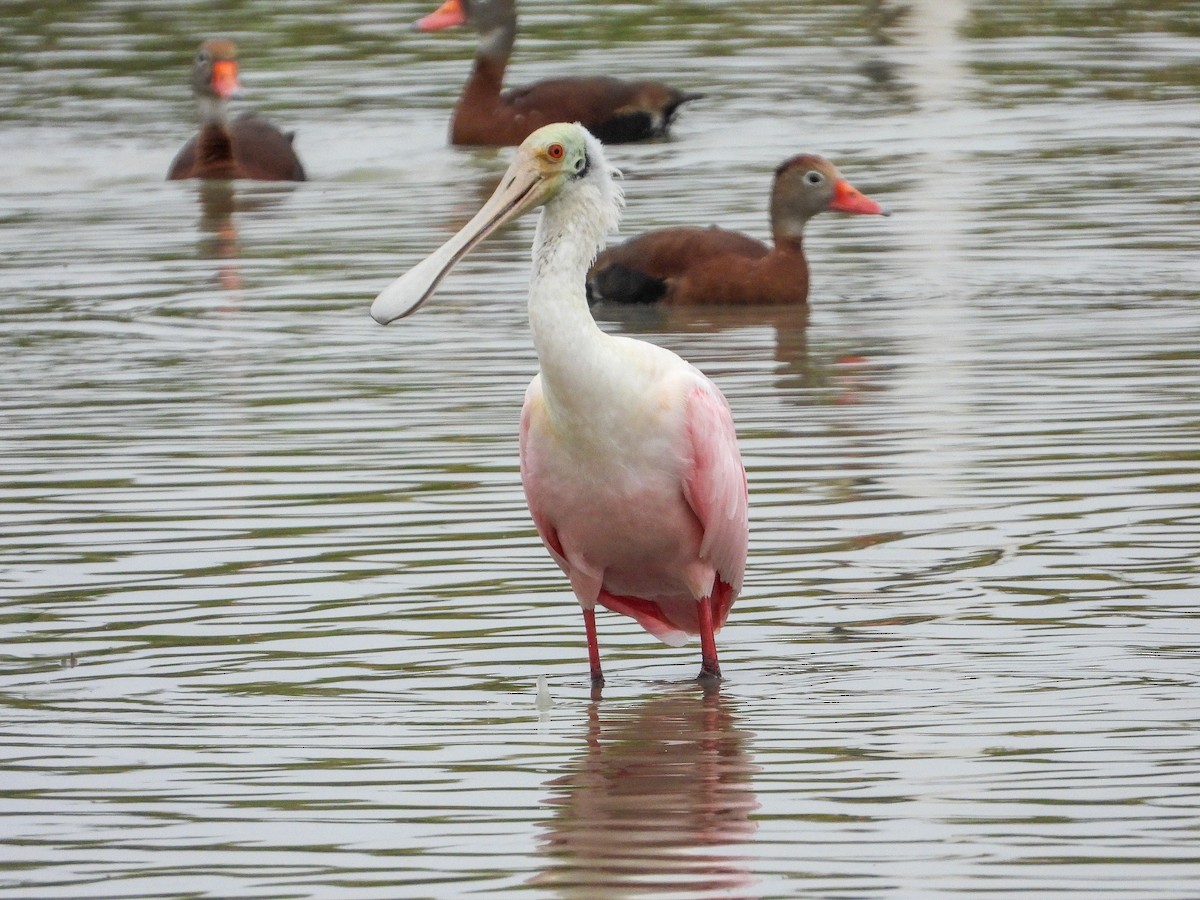 Roseate Spoonbill - James Maley