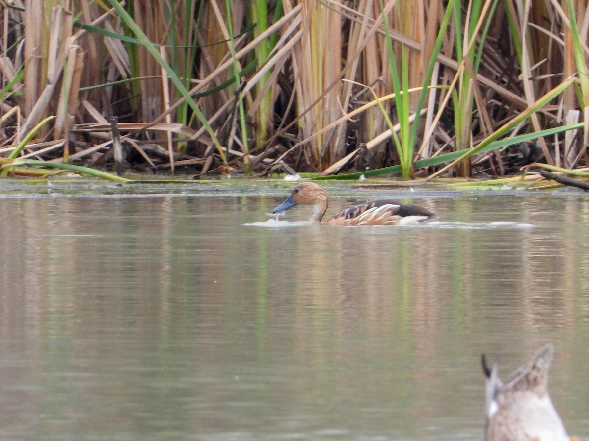 Fulvous Whistling-Duck - James Maley