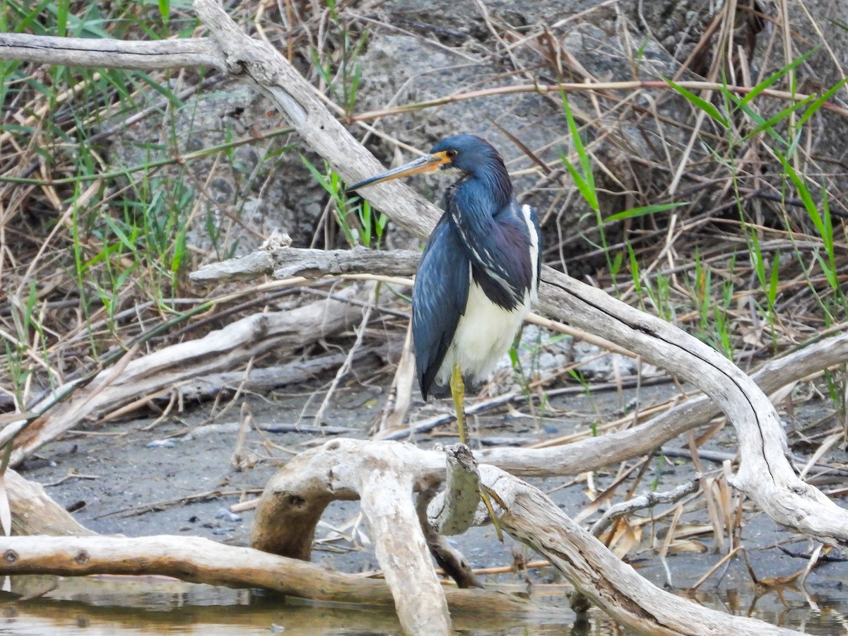 Tricolored Heron - James Maley