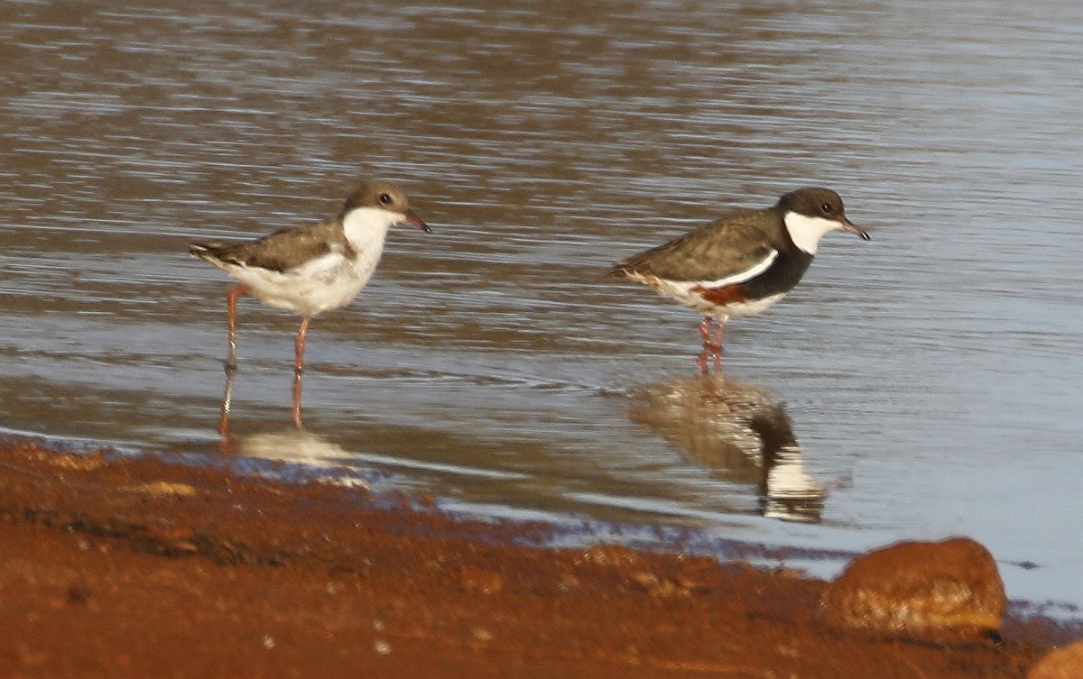 Red-kneed Dotterel - ML528913961