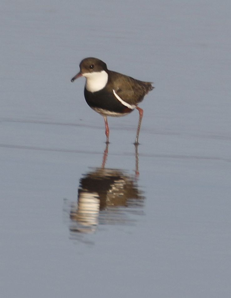 Red-kneed Dotterel - ML528913981