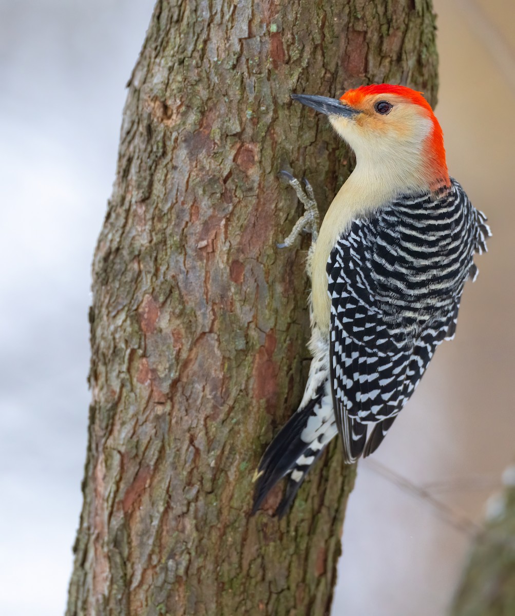 Red-bellied Woodpecker - ML528914271